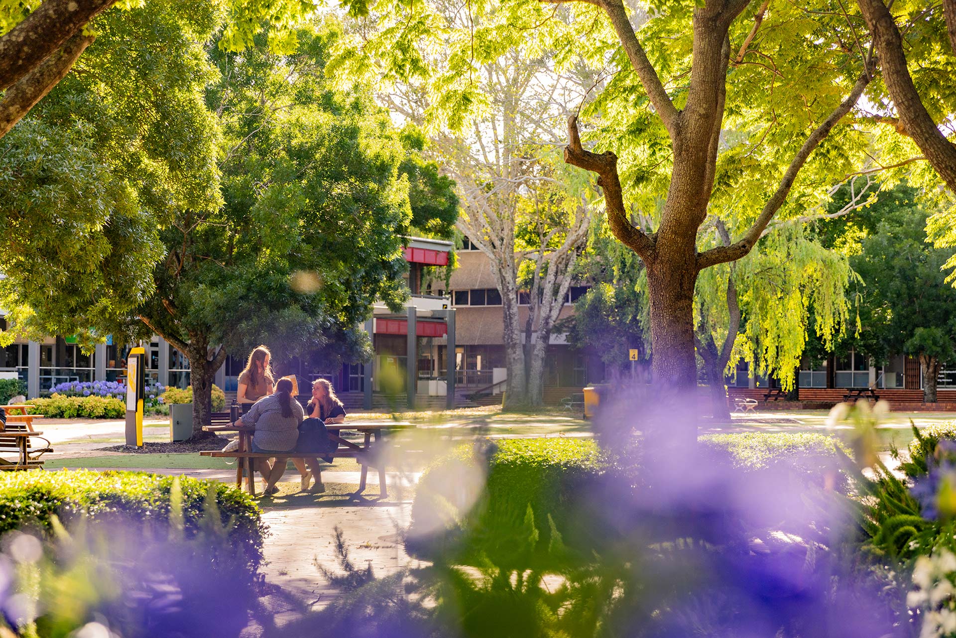 Leafy campus with jacaranda blossom